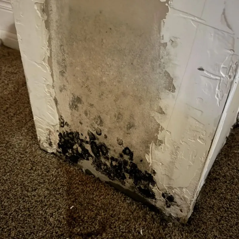 Professional Mold Removal in Western Lake, TX